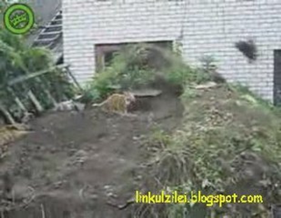 Cat owned by sand