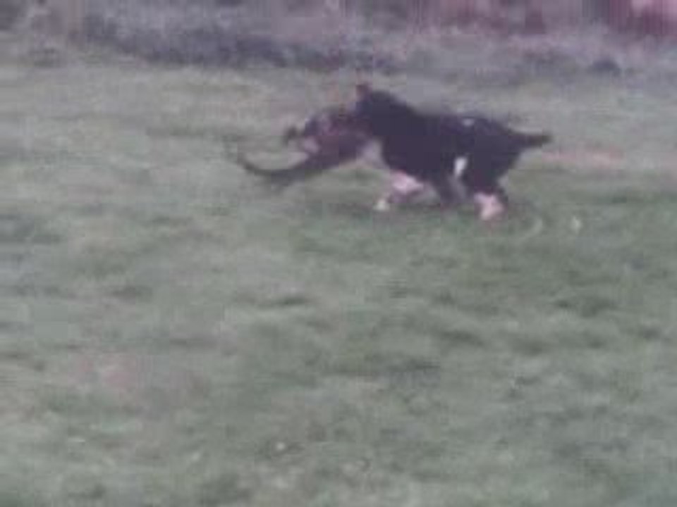 springer anglais au rapport