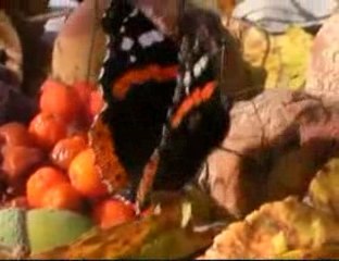 Somain-le festin des papillons (2)/the butterflies'treat