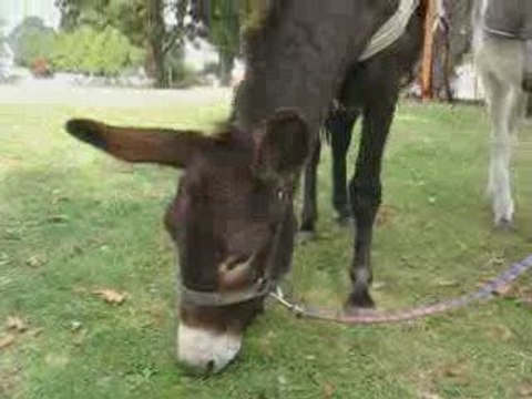 Sucé sur Erdre : ânes