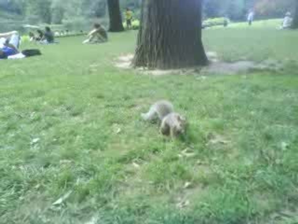 écureuils à Central park