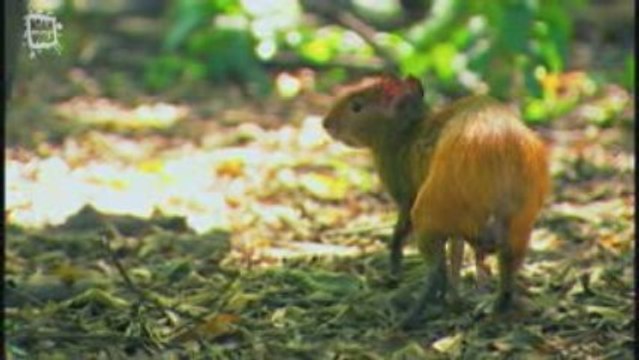 Acouchi (Myoprocta acouchy)