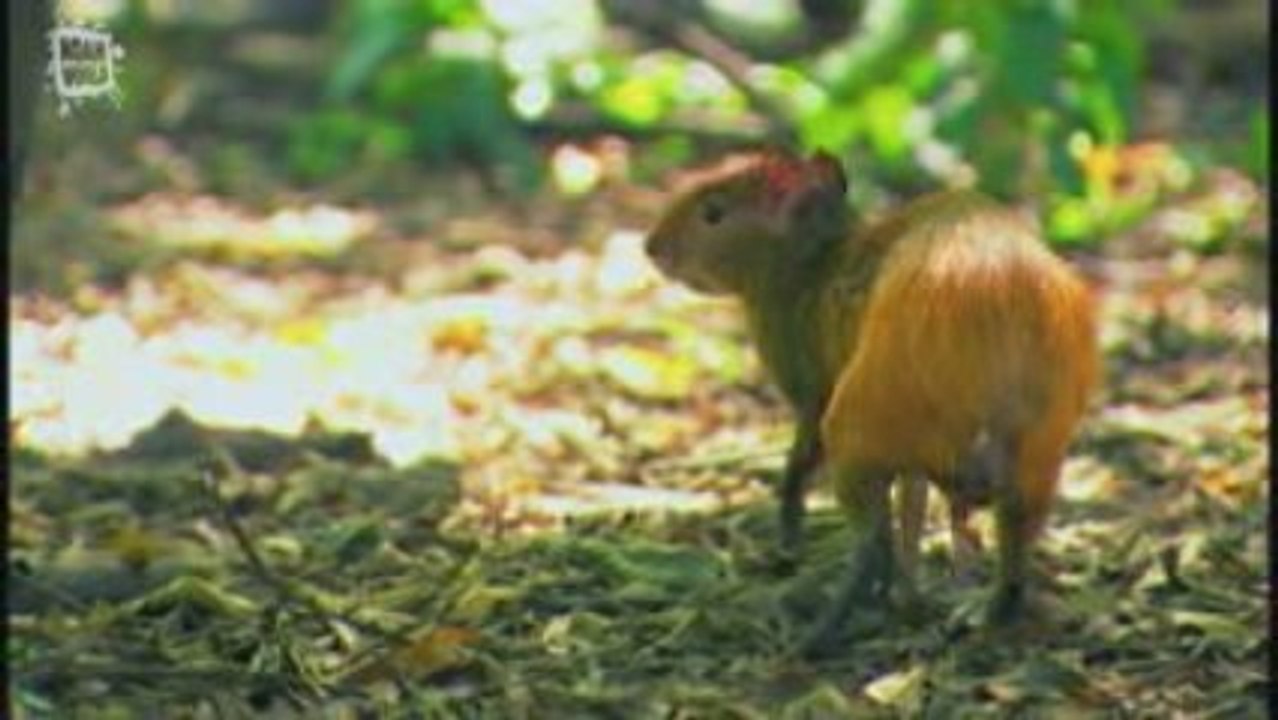 Acouchi (Myoprocta acouchy)