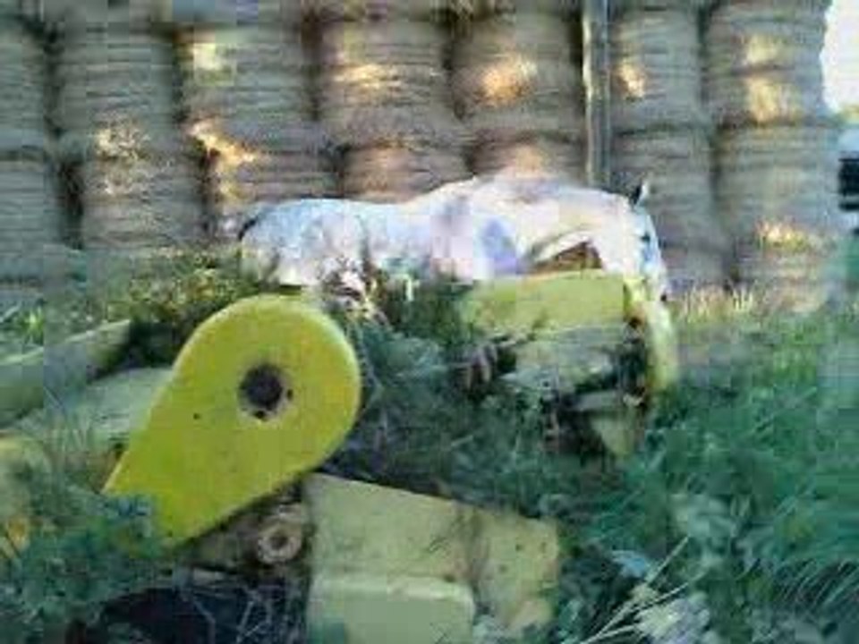 Niquita dans le pres