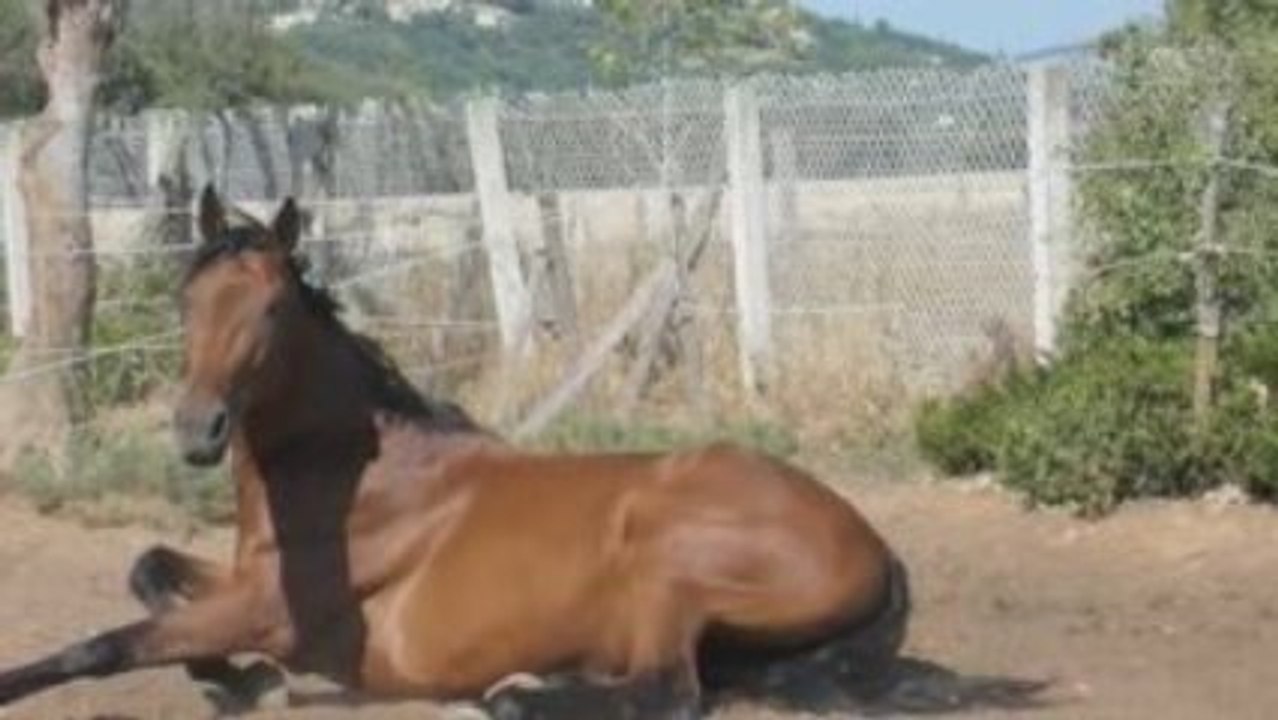 Début montage Odyssée