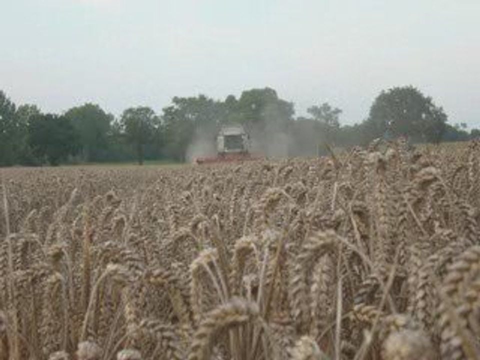 Moisson blé 2009 avec CLASS Lexion 570 Montana