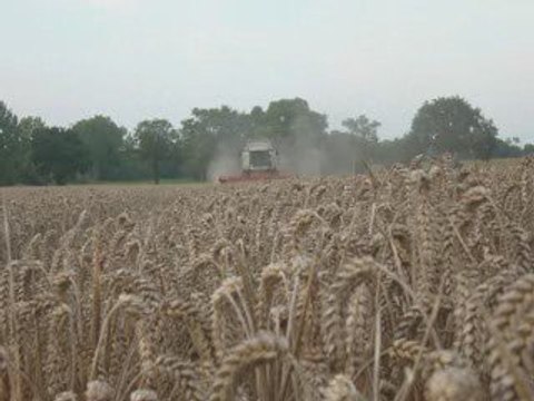 Moisson blé 2009 avec CLASS Lexion 570 Montana
