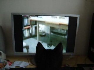 un chat qui regarde une video de chat