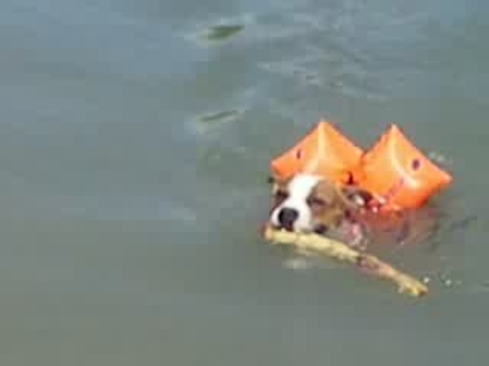 comment faire nager un staffie qui coule???