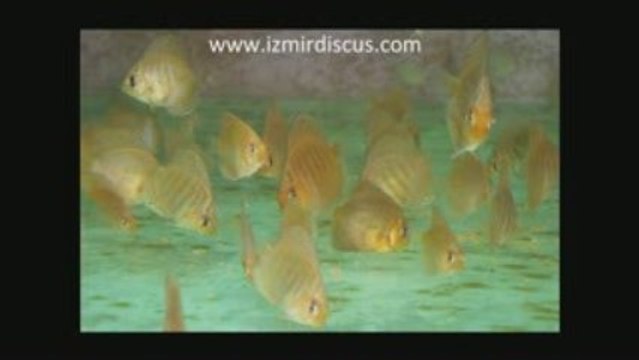 Heckel Croos Yavrular slayt