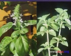 Mehmet Kemiksiz - Milk-i Bekâ'dan Gelmişem