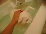Cat Takes a Bath