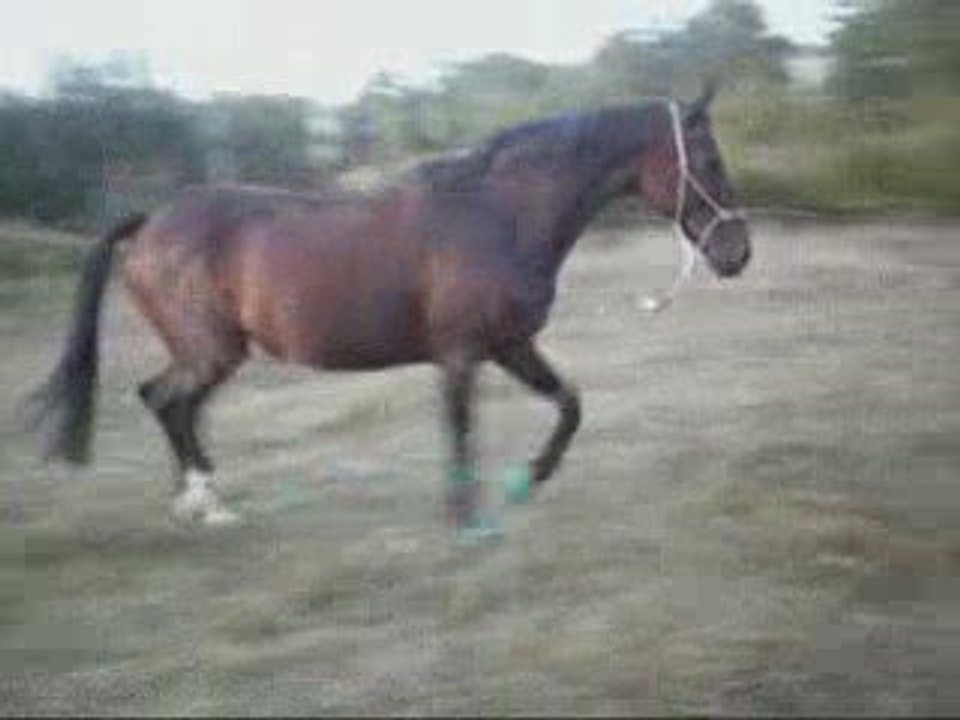 10 septembre petit travaille en longe