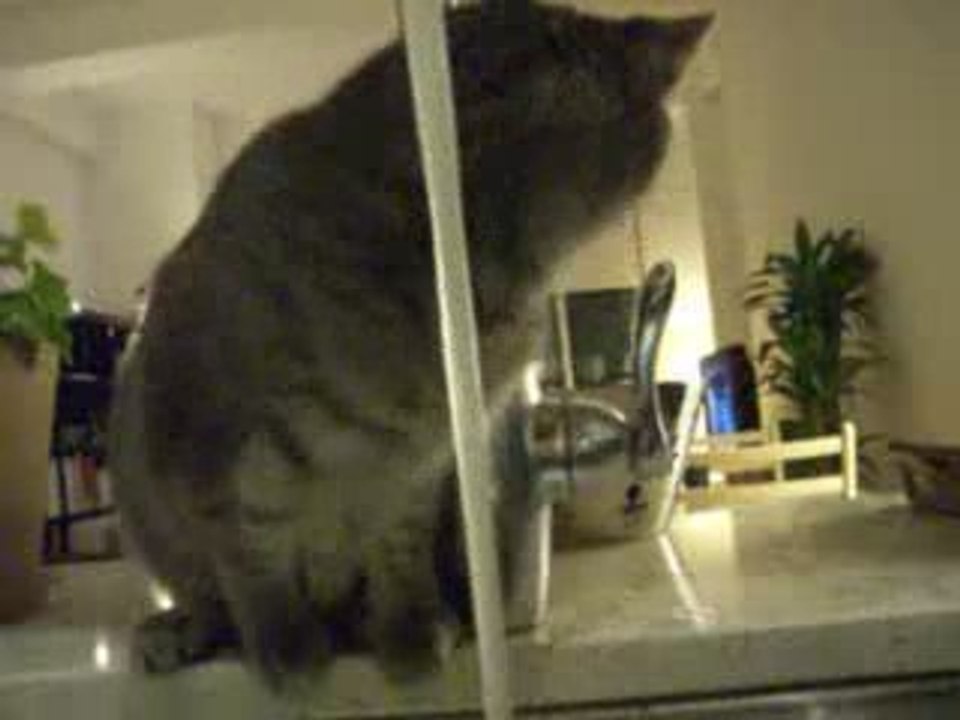 Un chat boit au robinet
