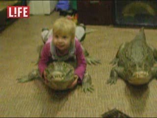 Un enfant de 4 ans s'amuse avec des alligators