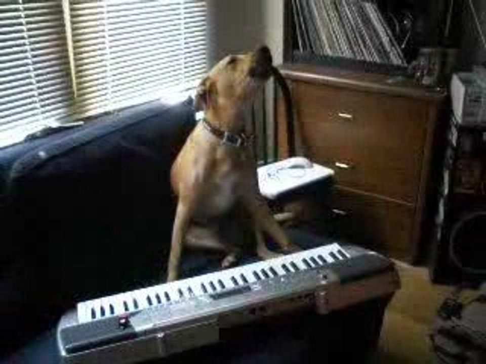 Chien musicien
