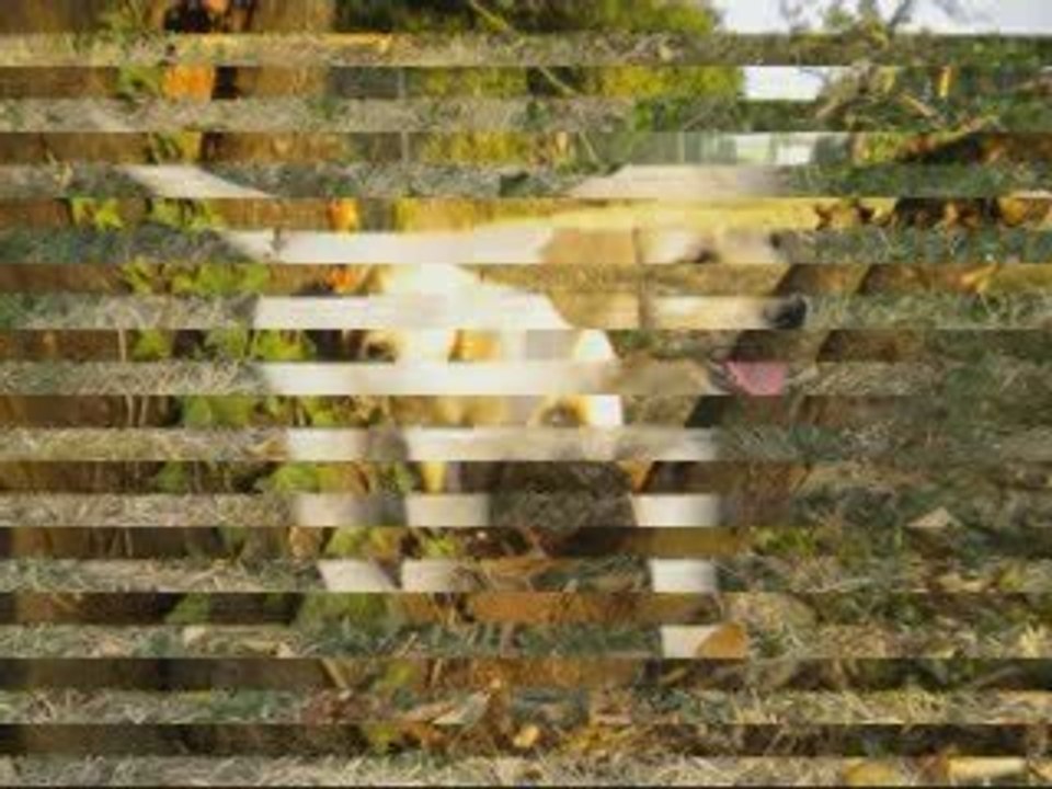 les bébés de crystal blue à 7 semaines