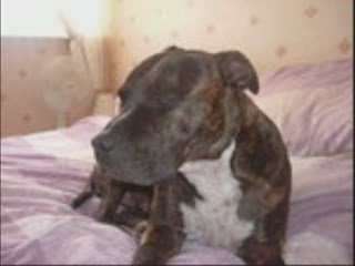 Down with dangerous dogs act!