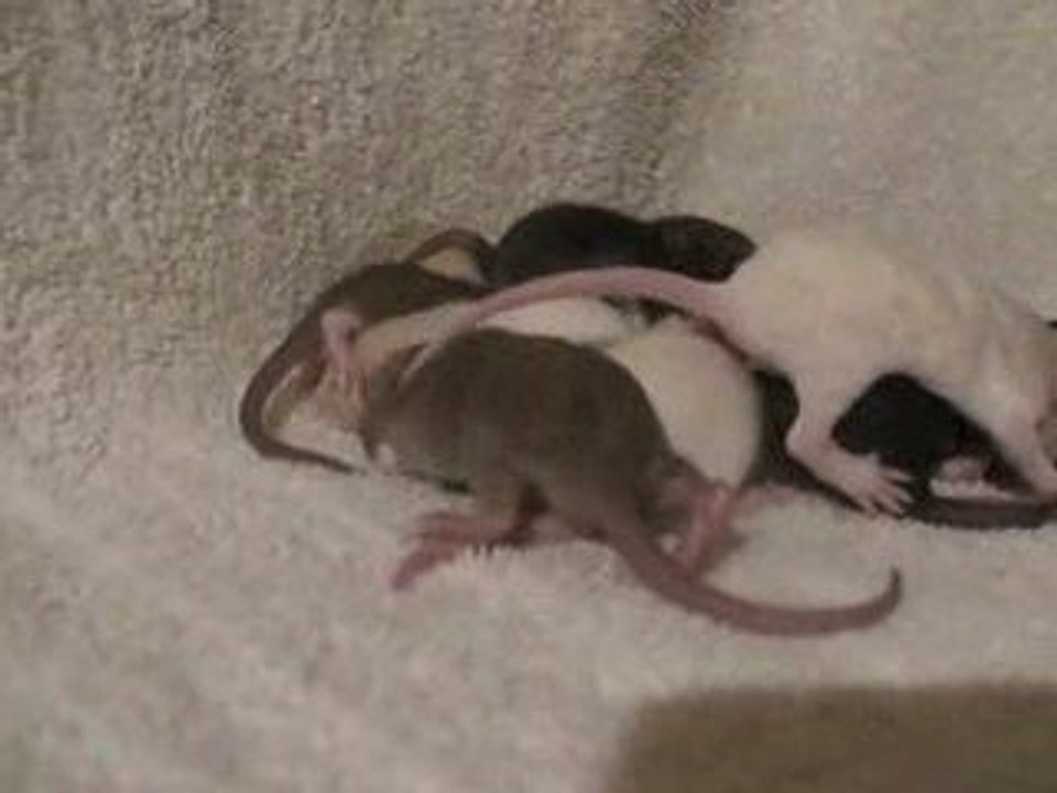 J14 des ratons de néda et locuste
