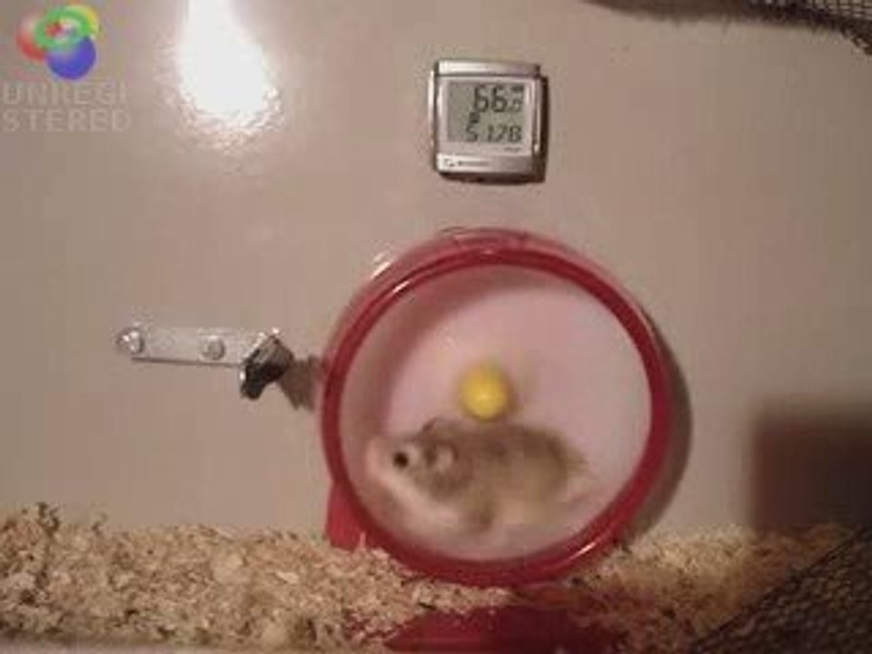 Speedy hamster ^^