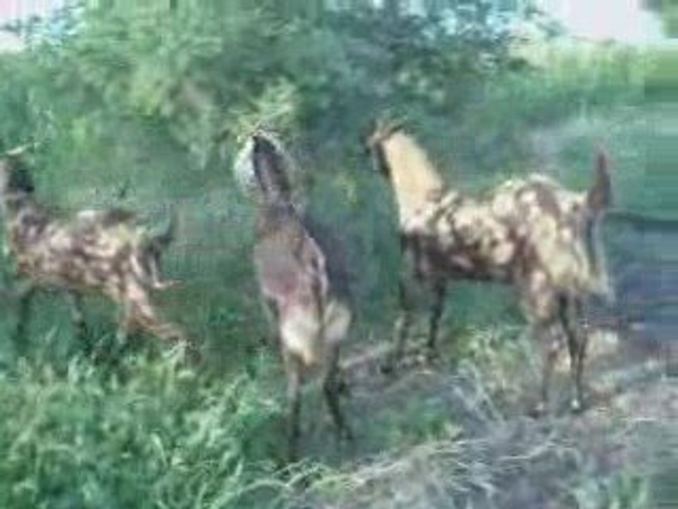 3 eid goats