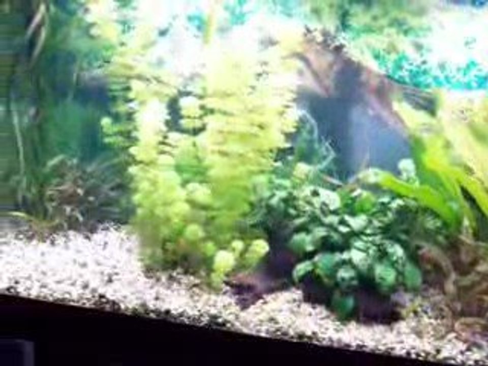 Discus
