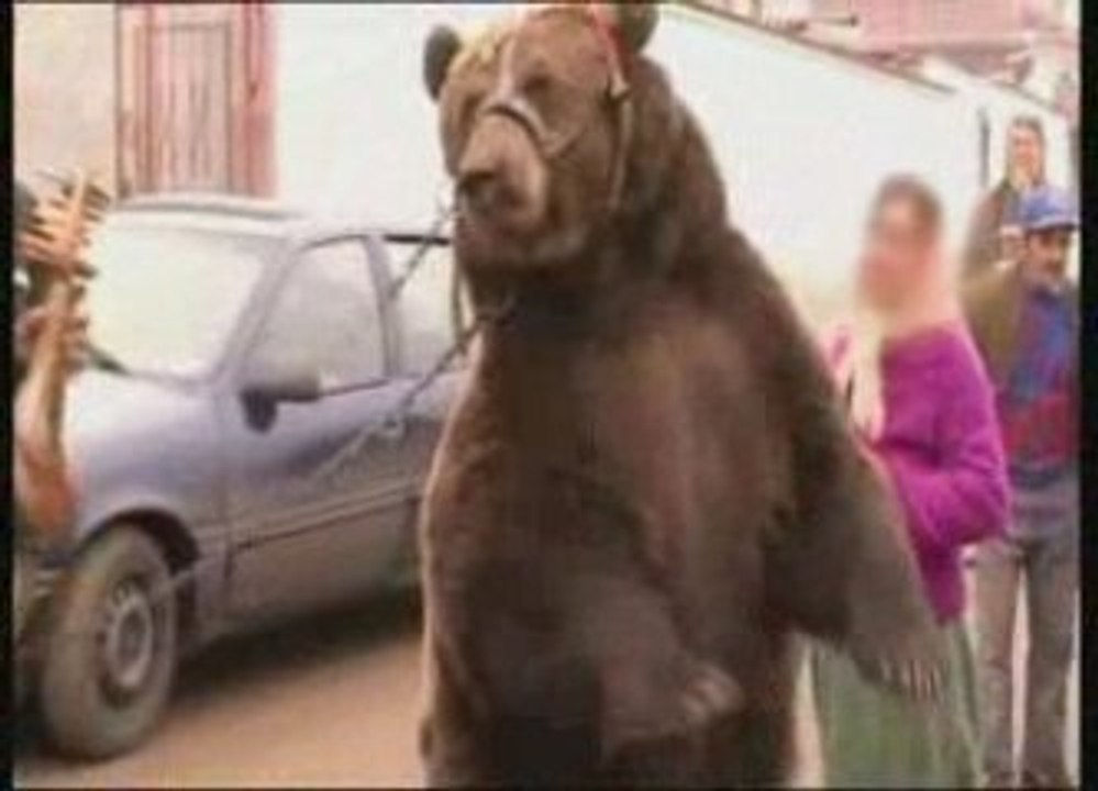 Montreurs d'ours : derrière le spectacle, la prison