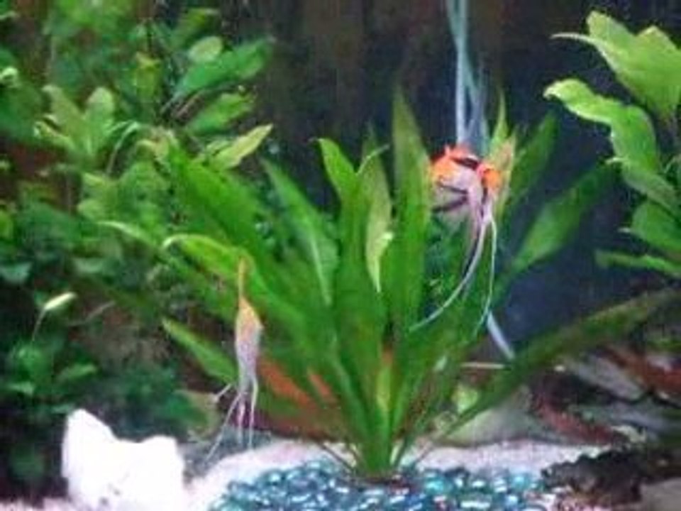 Mon Aquarium Du Salon