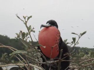 La Isla de los Pajaros