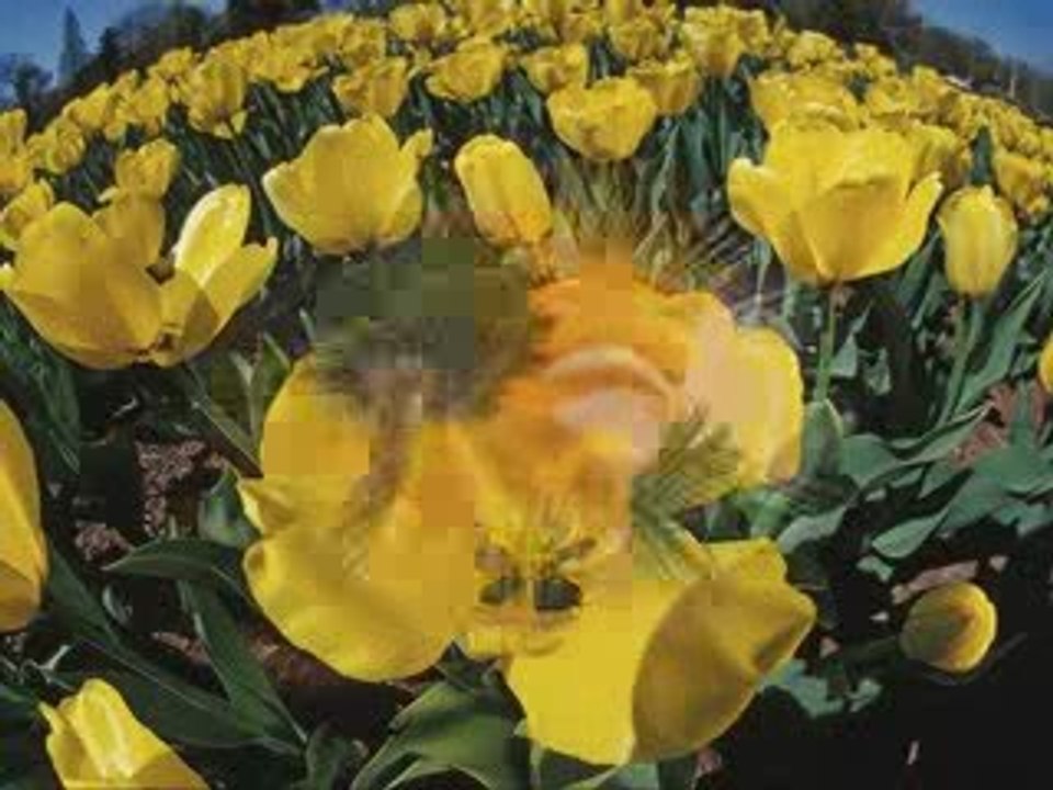 yakup ekin - vazgeçiyorum