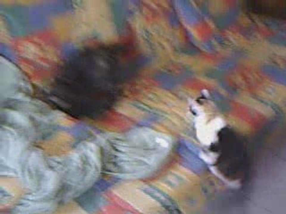 Jeu de chats