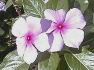 Ti fleur fané (Jean-Pierre Boyer)