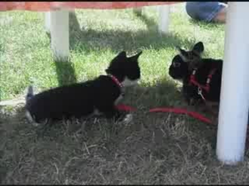 Fifi rencontre Lapinette