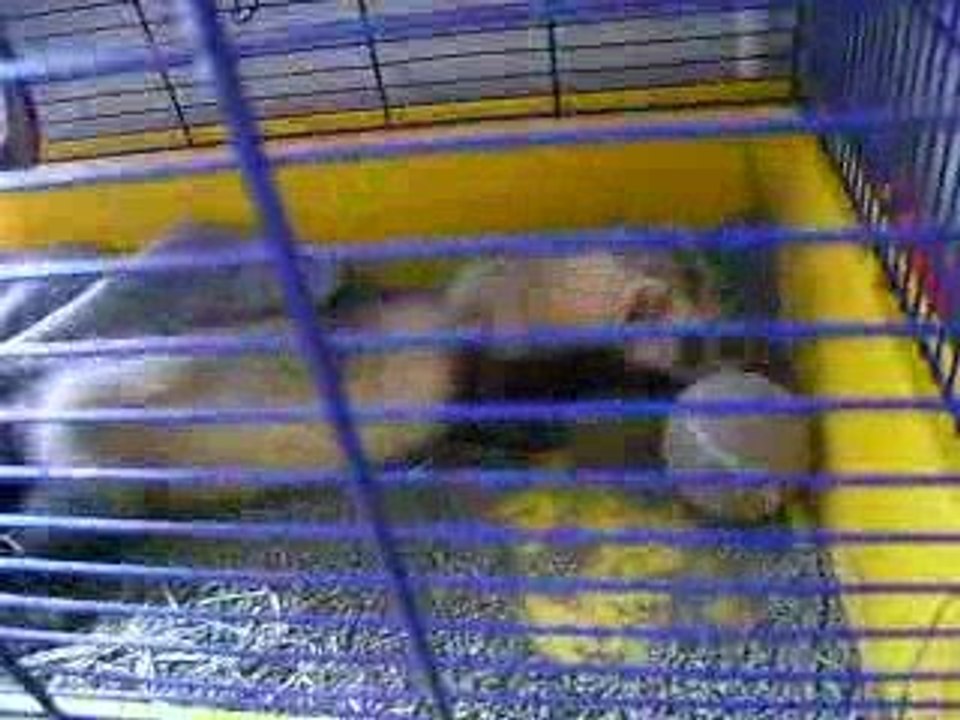 Chaussette mon bibi fufu