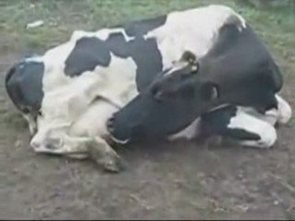 bu hayvan aç kalmaz