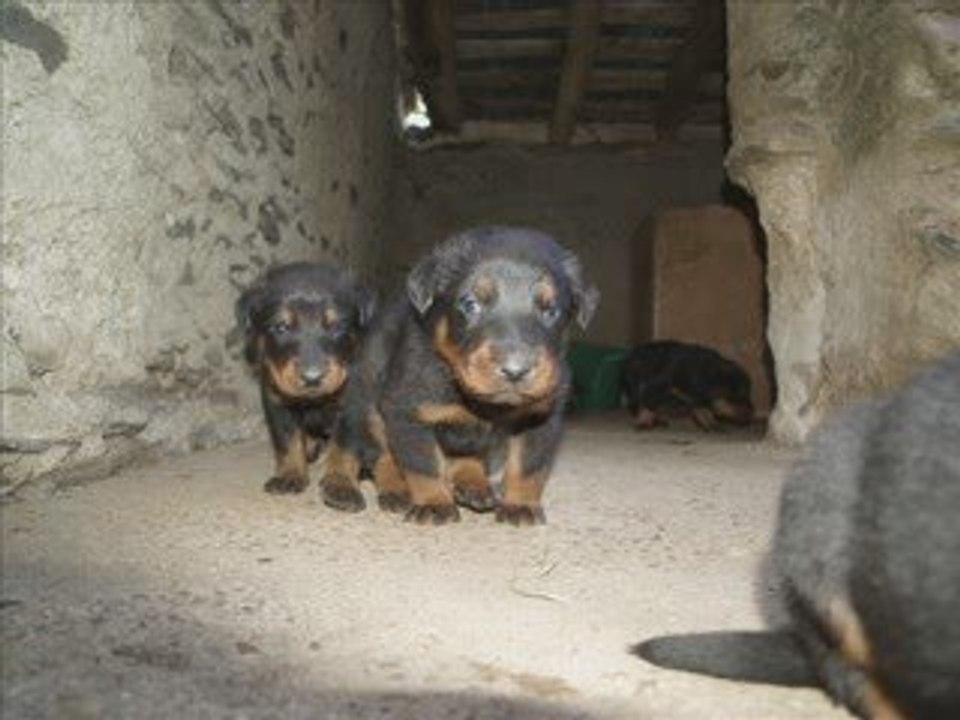 chiots 3 semaines vailla ulysse