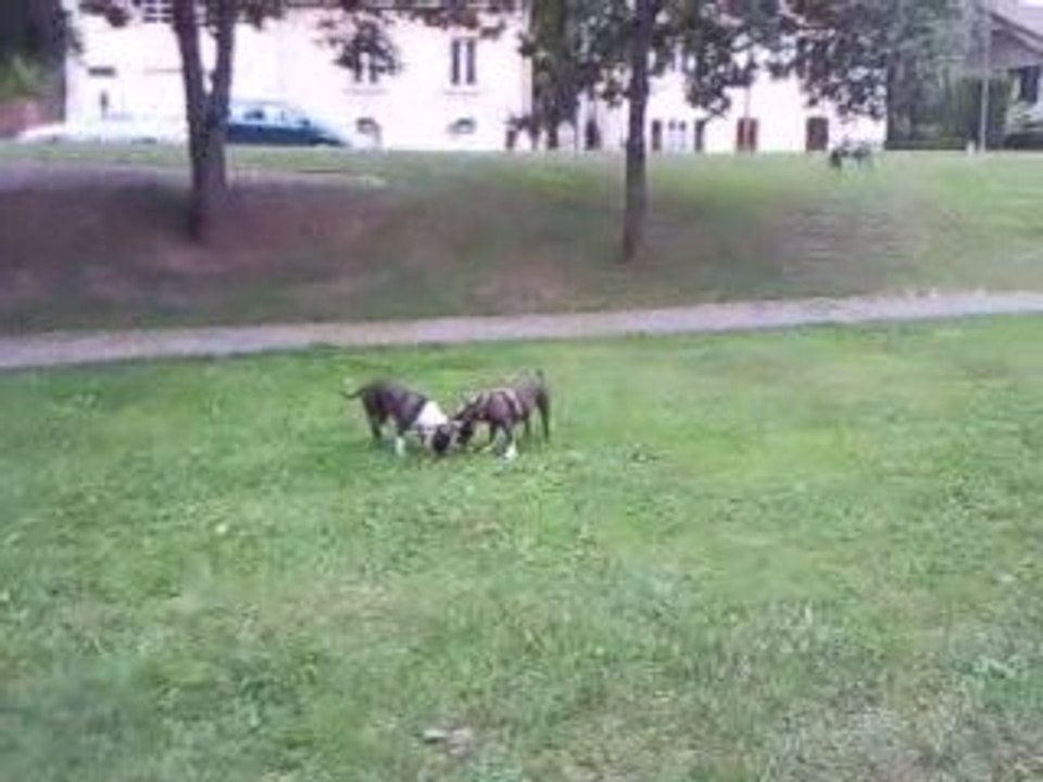 Eazy & Enka ==>Amstaff soeurs de 7 mois