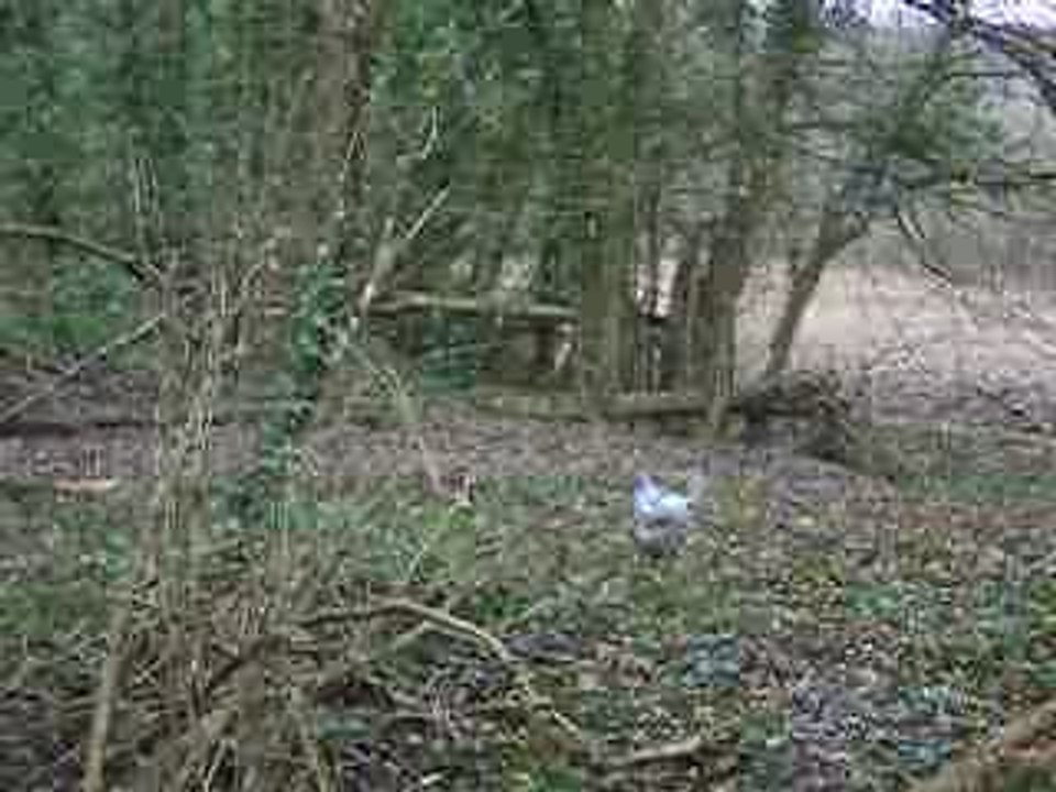 gwen qui loupe son saut, elle est débil!