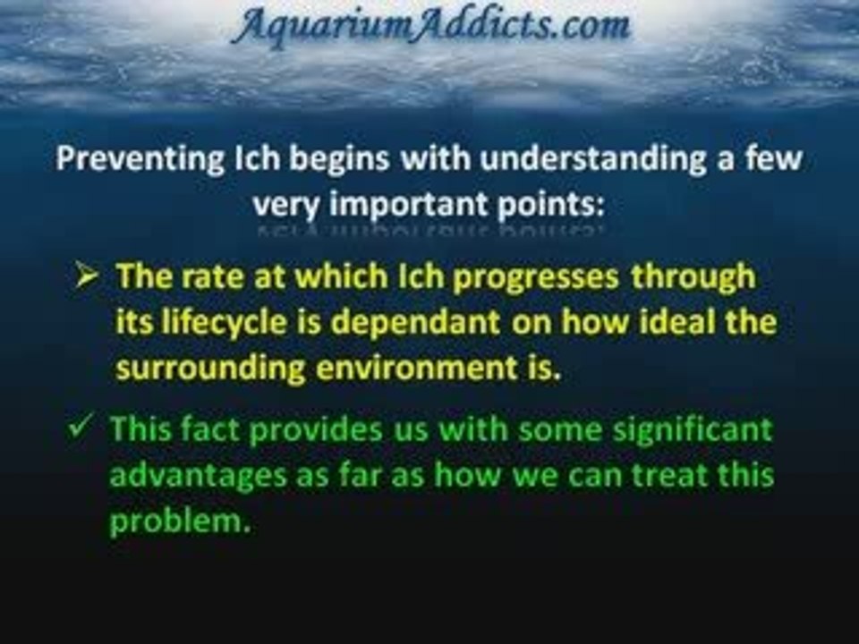 Understanding and Preventing Freshwater Ich