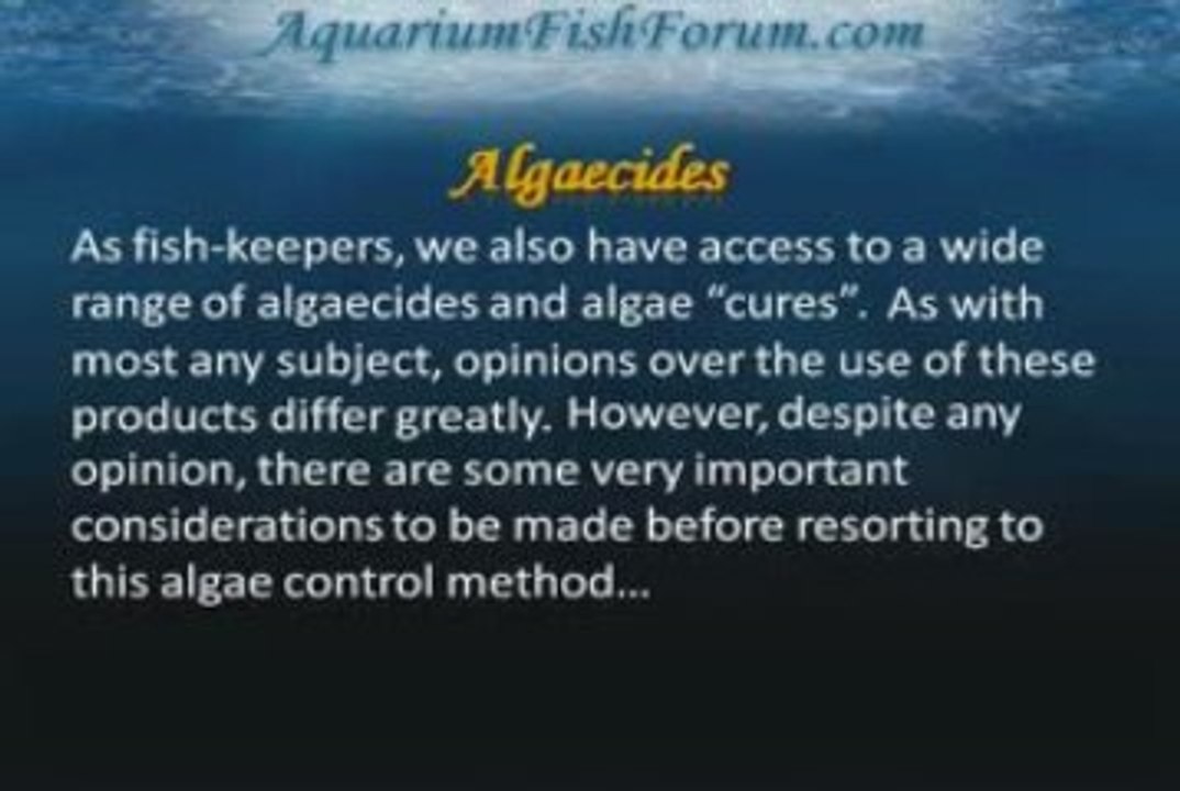 Basic Guide to Freshwater Algae Part One