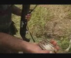 english pointer efe quail hunting