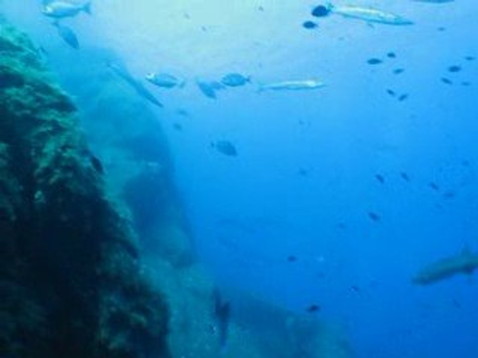 Barracudas à la Gabinière