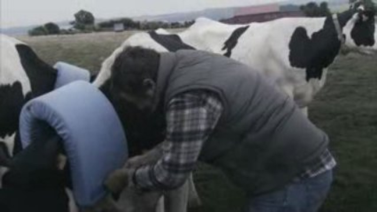 Fun video – his cows are crazy about him !!