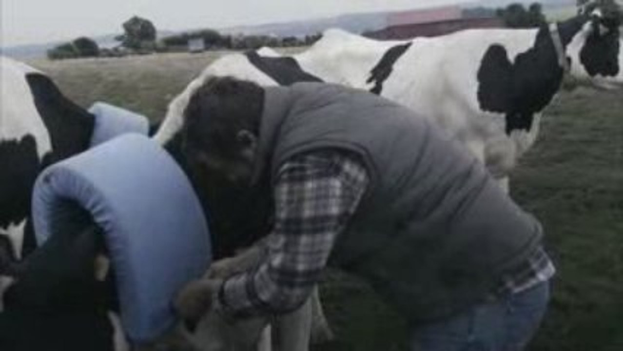 Vidéo fun – Les vaches sont folles de lui !!