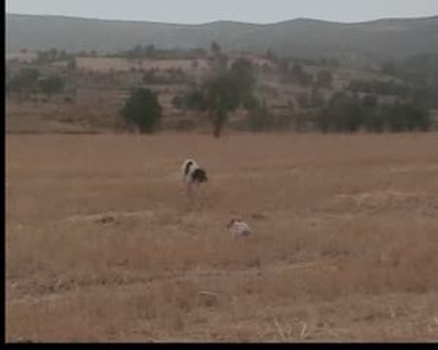 panç meks
