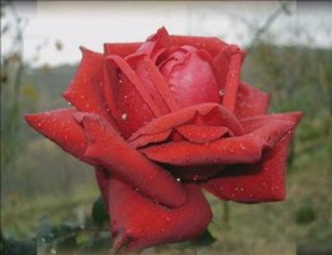 tarzan boy-ibrahim halil pancar