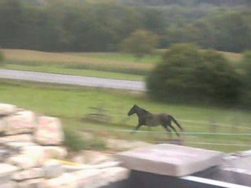 les poones en action