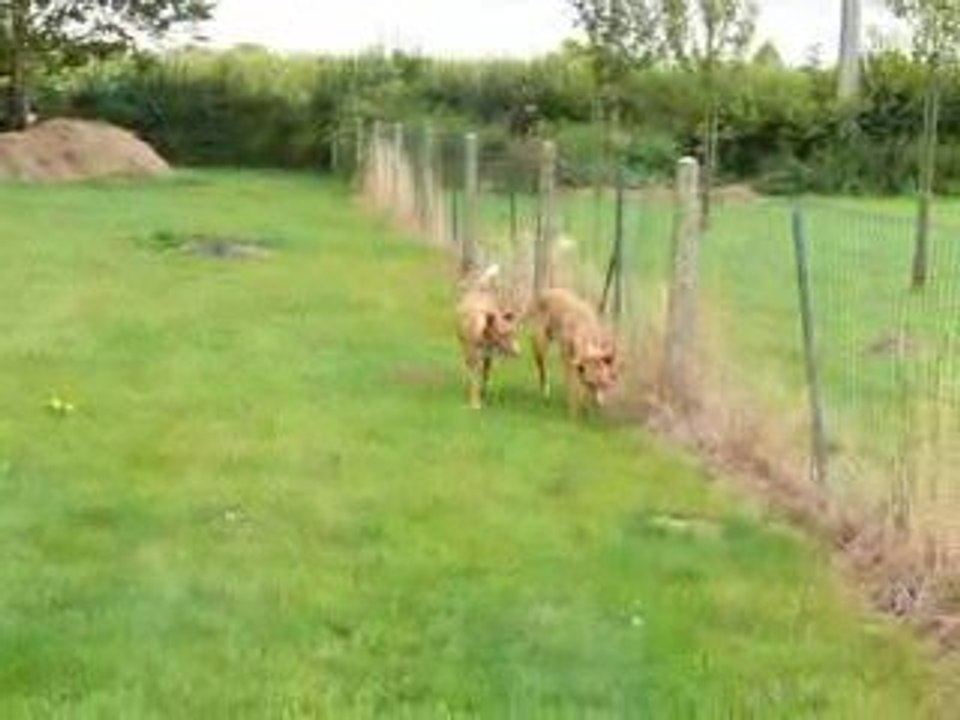 Les podencos en cavale