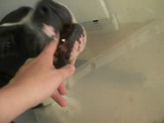 Zeus och Prassel umgås.