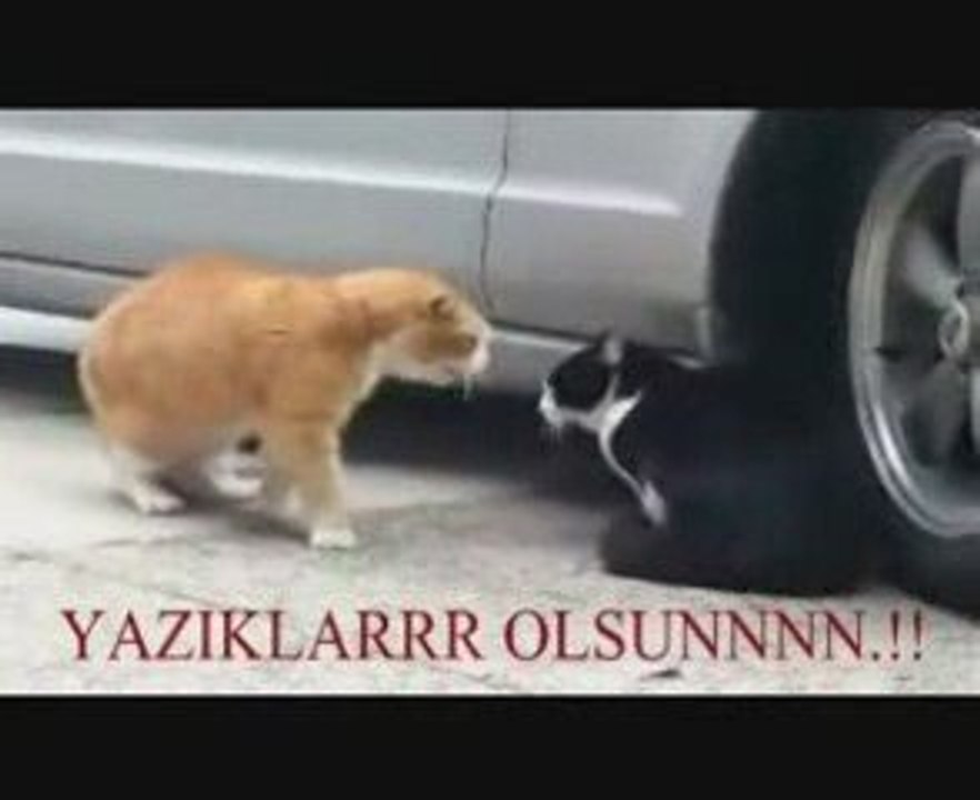 Sevgilisini azarlayan kedi - Forum TR